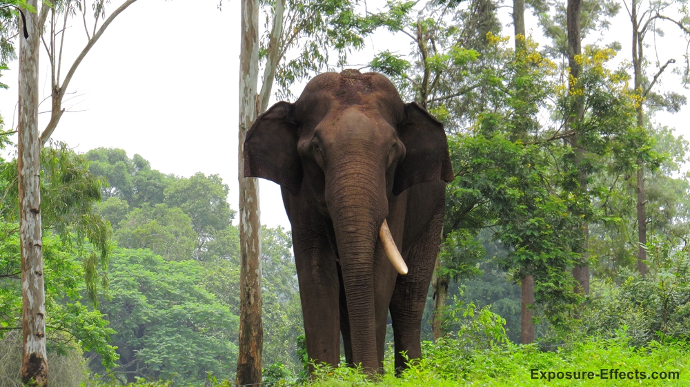Dubare Elephant Camp – Jungle Lodges and Resorts
