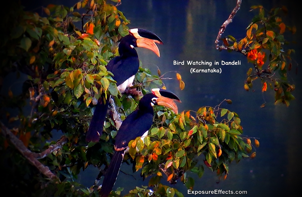Birds in Dandeli – Karnataka