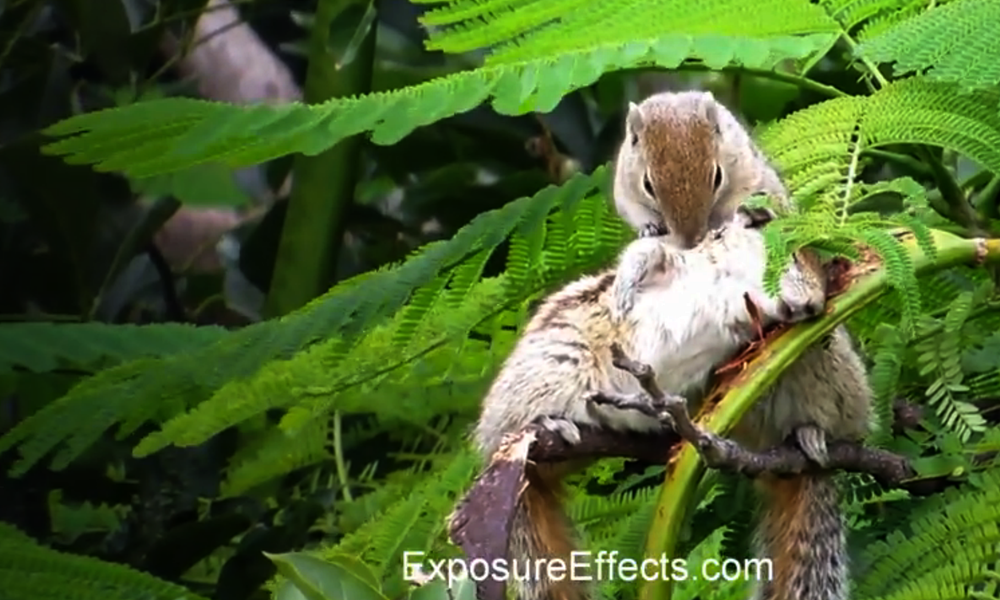 Rare Squirrel Behaviour