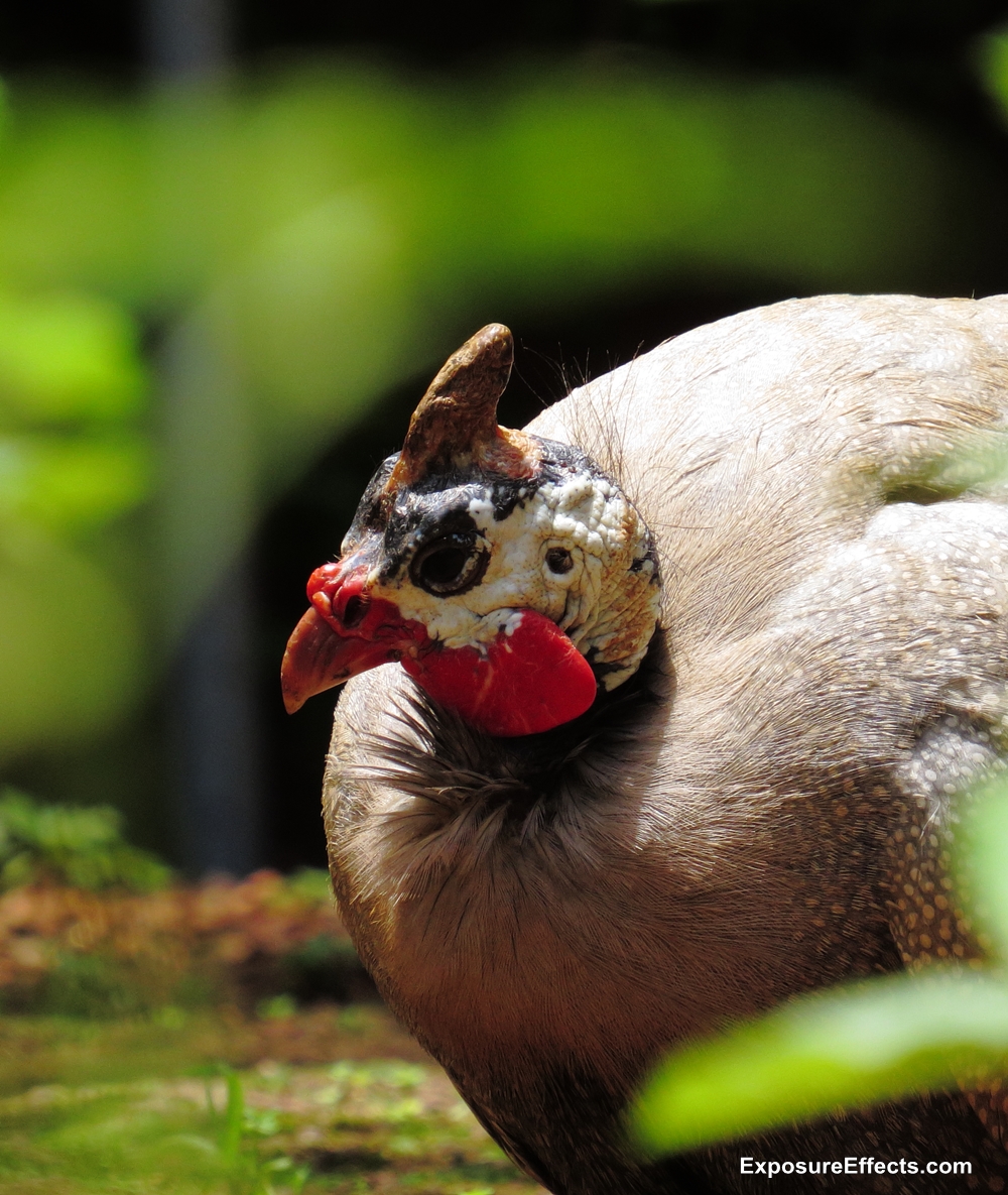 Guinea Fowl Birds – Male and Female