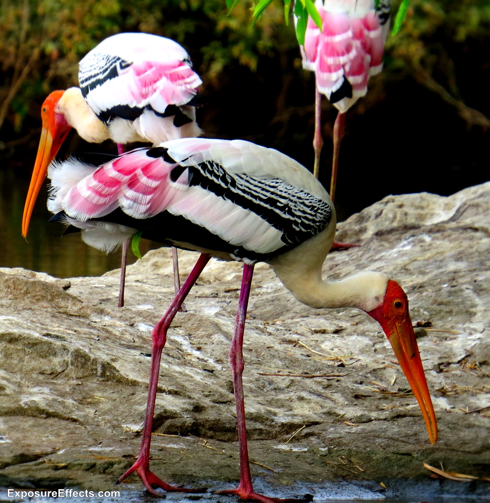 Birds at Ranganathittu Bird Sanctuary – Karnataka, India