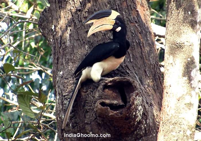 Malabar Pied Hornbill – Male Female and Nesting