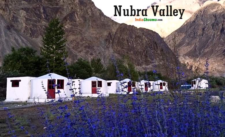 Nubra Valley Camping