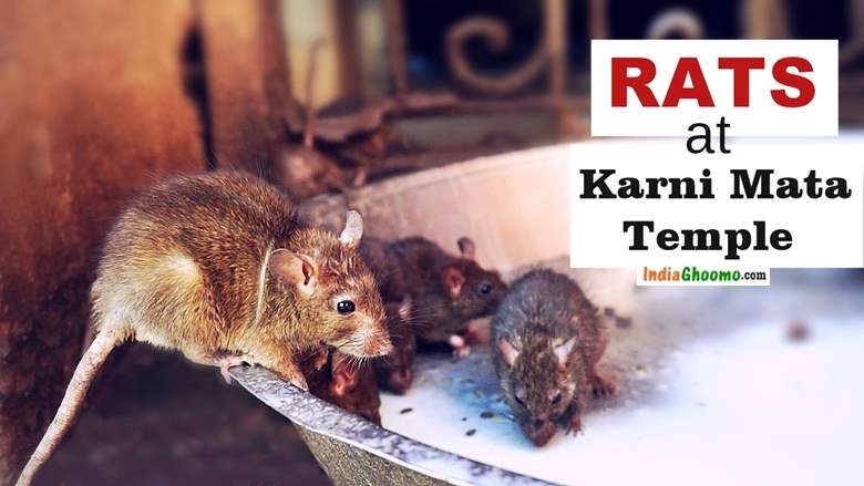 Mysterious Karni Mata Temple in Bikaner – Rajasthan | Rat Temple