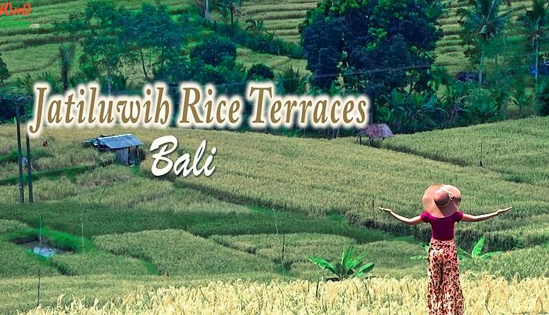 Jatiluwih Rice Terraces in Bali | Bali Attractions | Things to Do