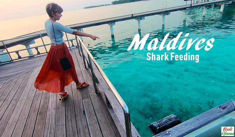 Maldives – Shark Feeding at Sun Island Resort & Spa