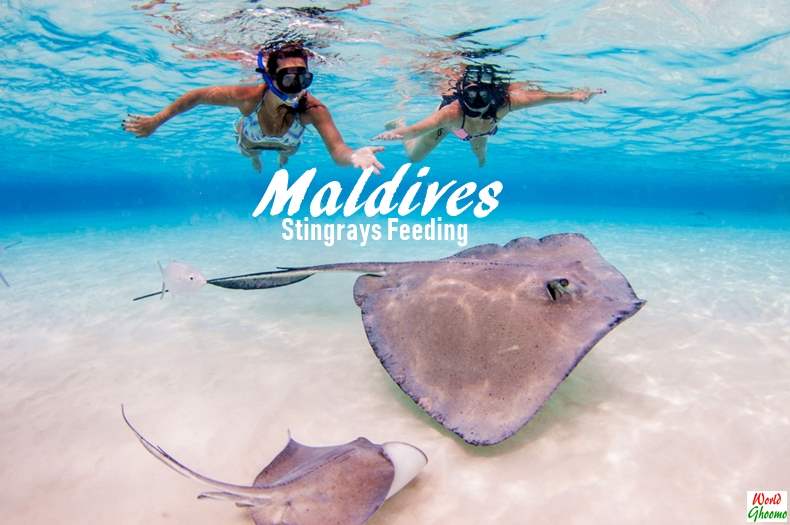 Maldives – Stingrays Feeding at Sun Island Resort