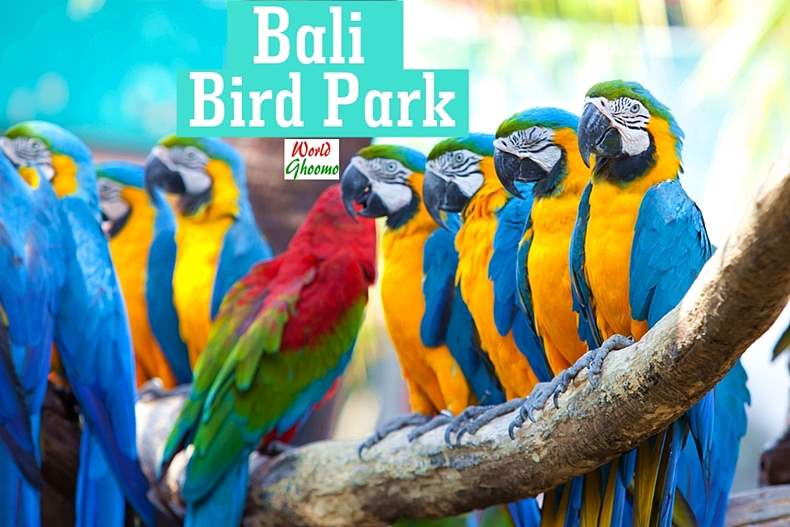 Bali Bird Park Guide | Everything You Need to Know