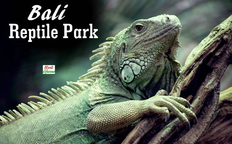 Bali Reptile Park Guide | What Not To Miss