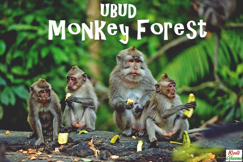 Ubud Monkey Forest Attractions | Bali Wildlife Experience