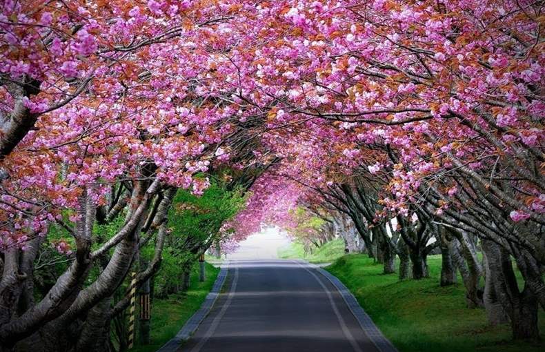 Witness Cherry Blossom Festival in Shillong, India 