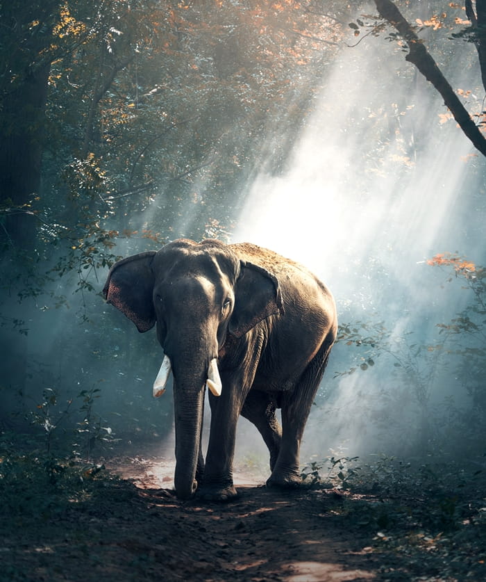 Assam now has 7 National Parks